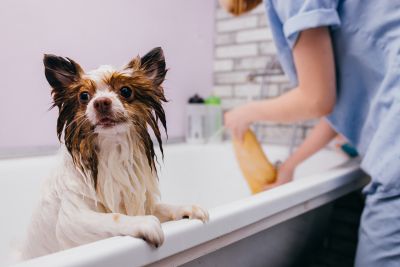 Pet Grooming and Pet Sitting Insurance in Oregon City, OR by Insurance AI Website Builder