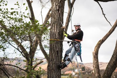 Tree Trimming Insurance in Oregon City, OR by Insurance AI Website Builder